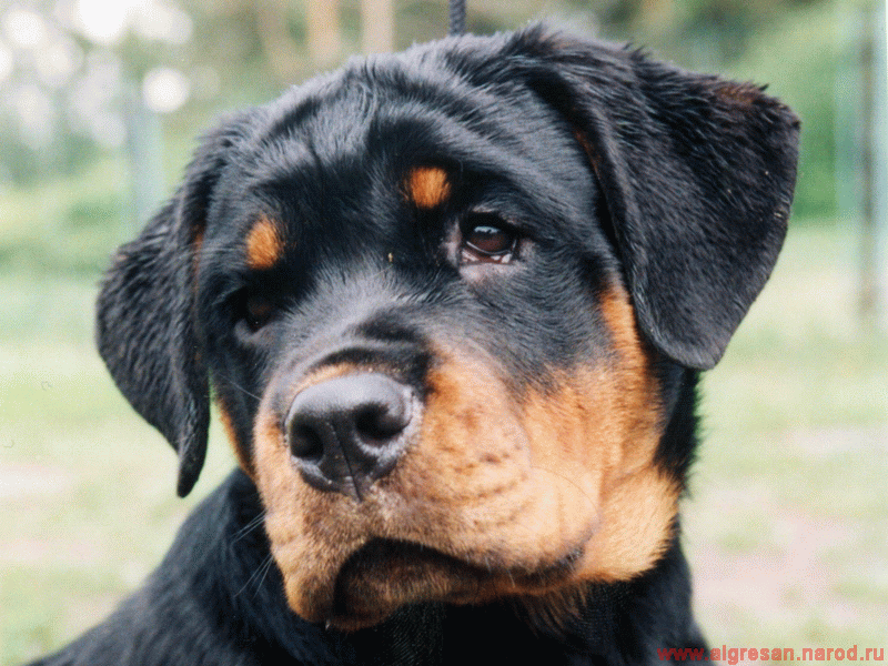 Ротвейлер не купироваными ушами. Ротвейлер купированный. Ротвейлер окрас. Серебристый ротвейлер. Ротвейлер собака купированный.